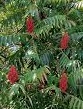 Photo of staghorn sumac shrub
