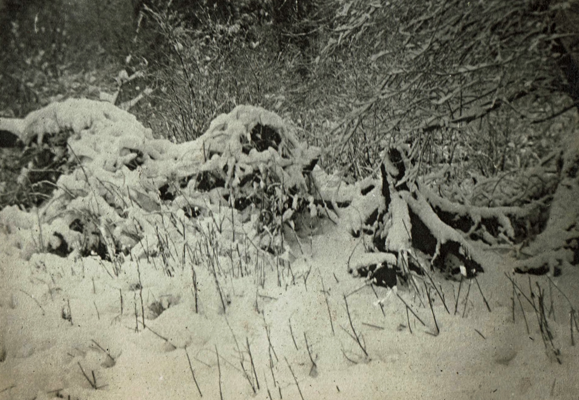 Photo of a stump fence of Hemlock roots in winter