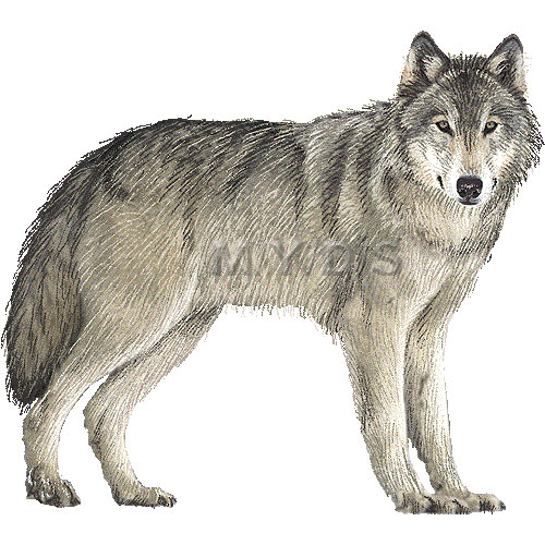 Drawing of a wolf